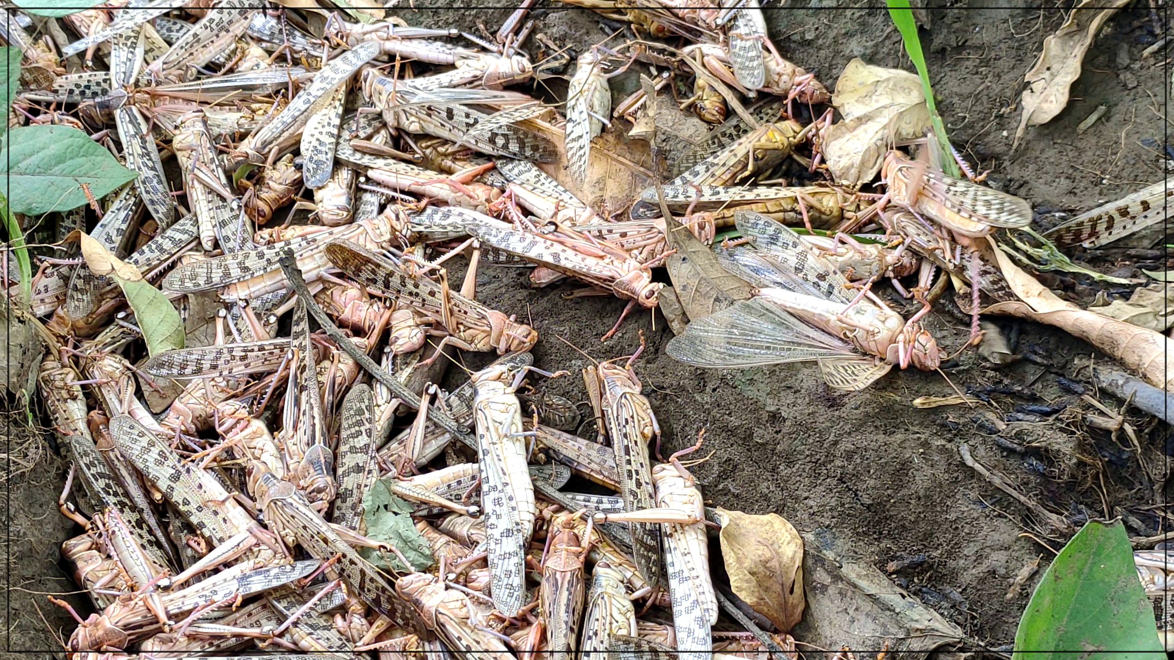 Dead locusts with medicine