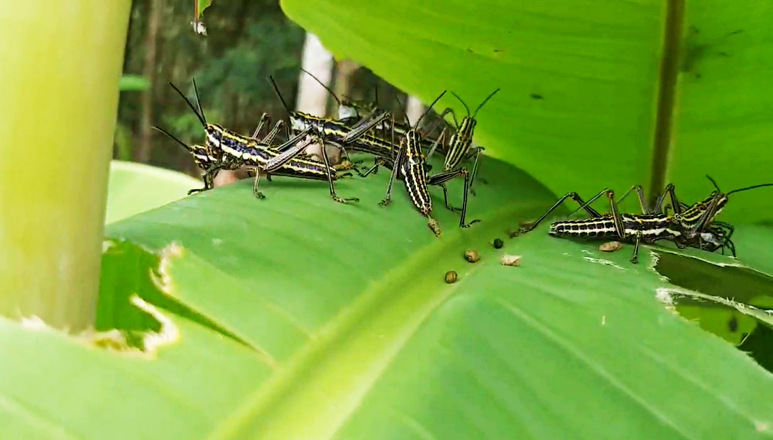 sudden locusts invasion in kanyakumari