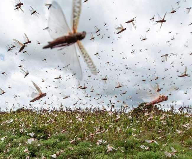 problem of locust swarm