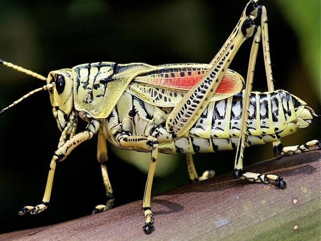 problem of locust swarm