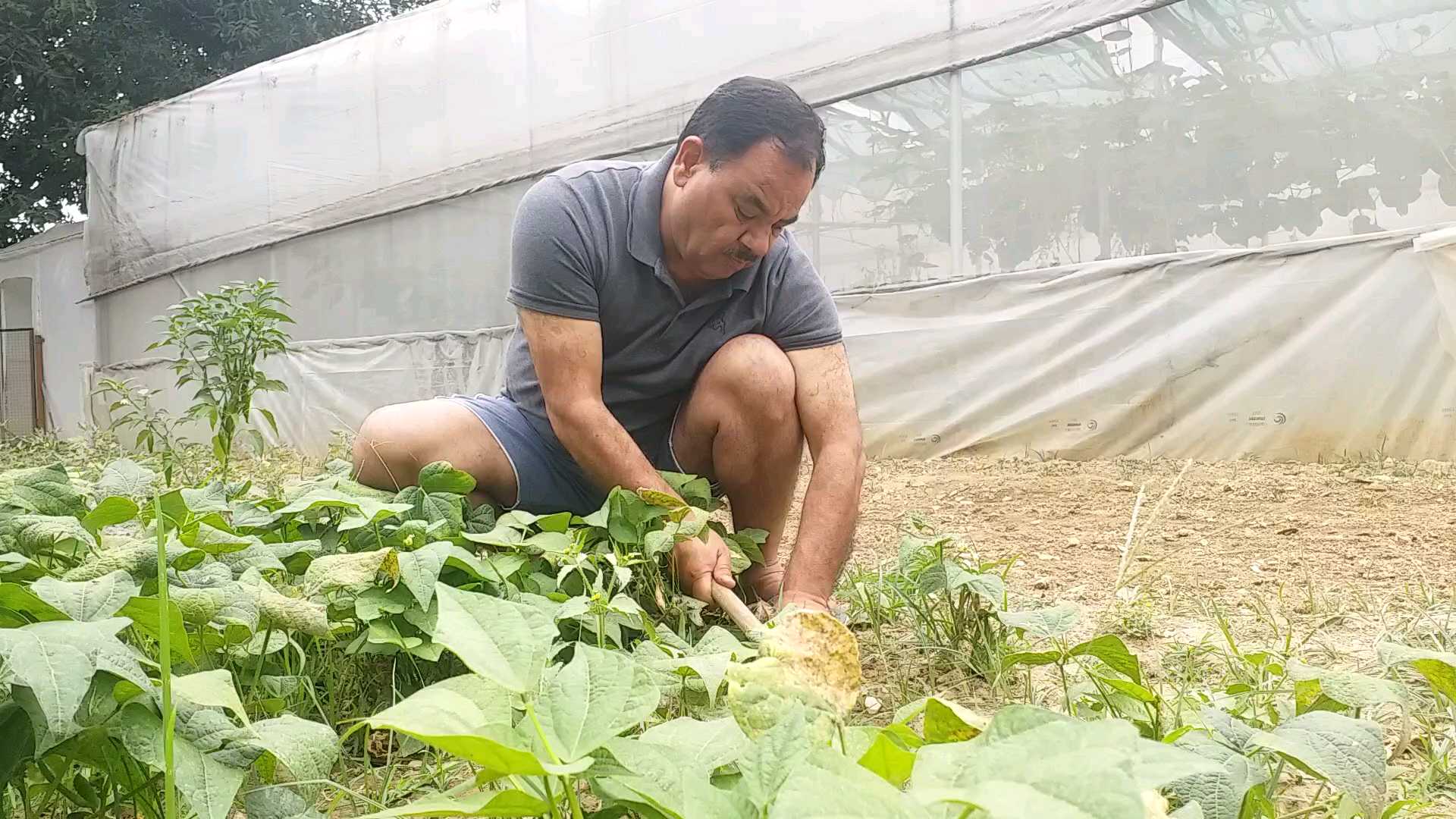 harak-singh-rawat-grown-vegetables-in-his-field