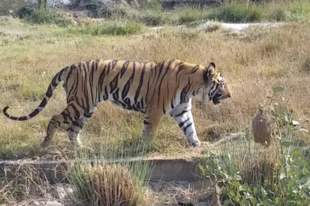 biological parks, zoo and safari, jaipur news, पार्क सफारी और चिड़ियाघर