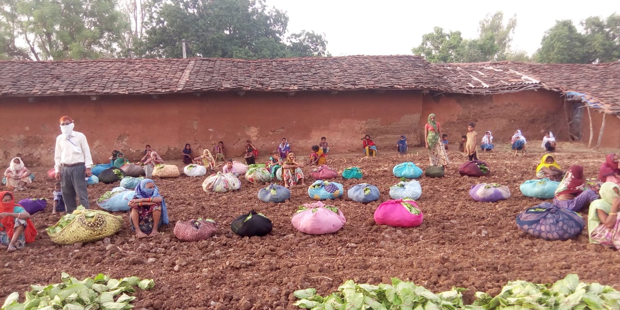 बांसवाड़ा में तेंदूपत्ता, Tendu leaves in Banswara