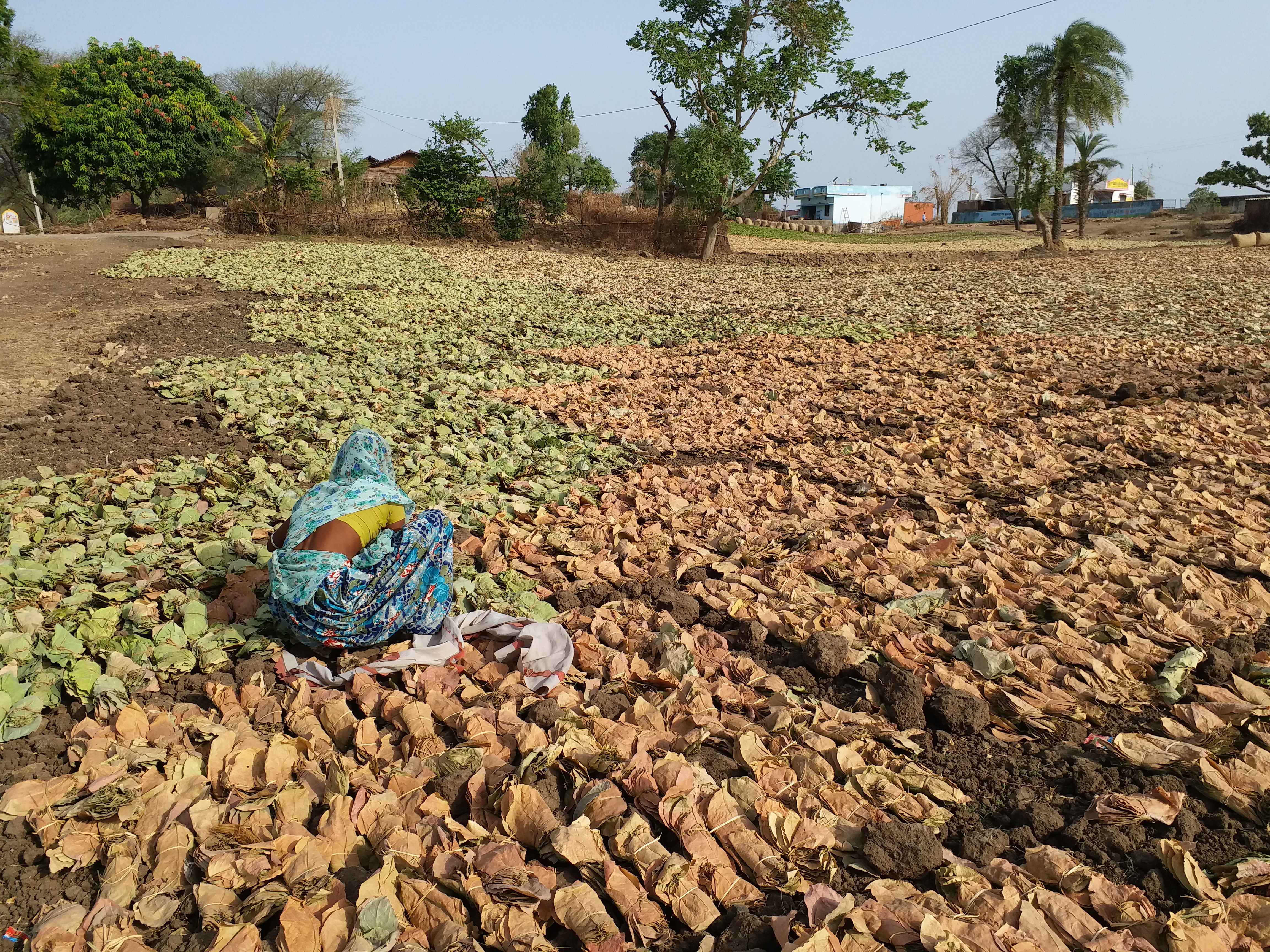 बांसवाड़ा में तेंदूपत्ता, Tendu leaves in Banswara