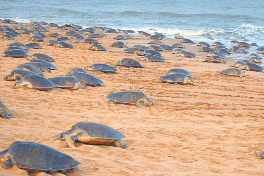 olive ridley turtle lay their eggs at Kendrapara in large numbers