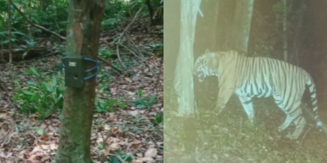 புலிகளை கணக்கெடுக்கும் சிறப்பு கேமரா