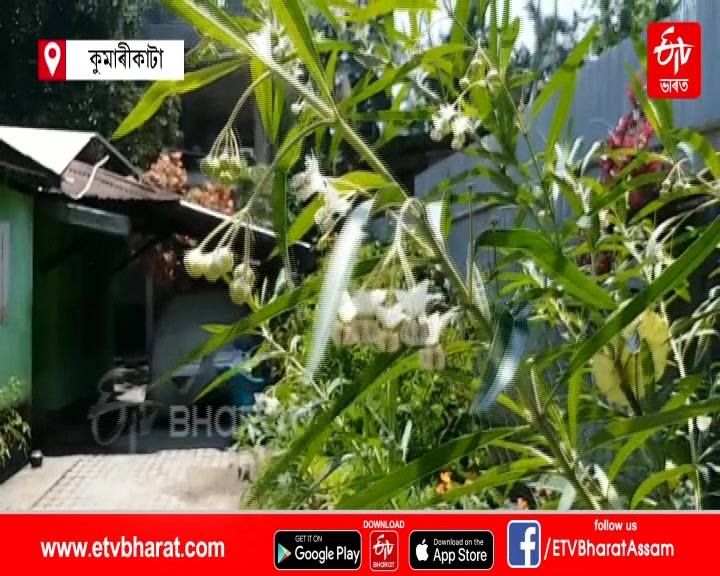 Different types Flower bloom in baksha district of assam etv bharat news