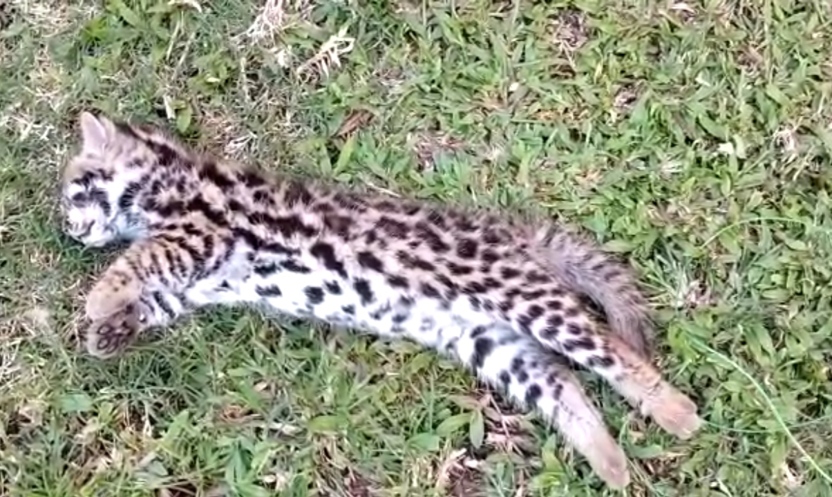 One Leopard dead body recovered At Chirang