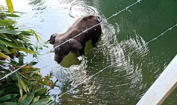 Pregnant elephant