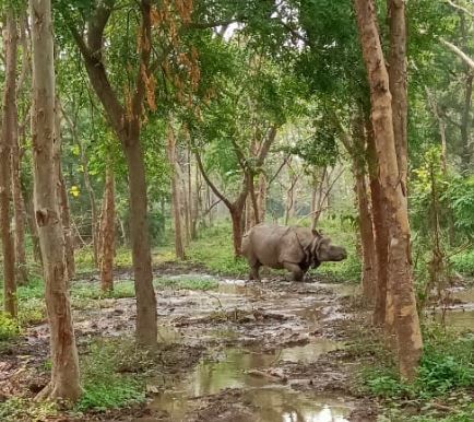 आराम फरमाता गेंडा