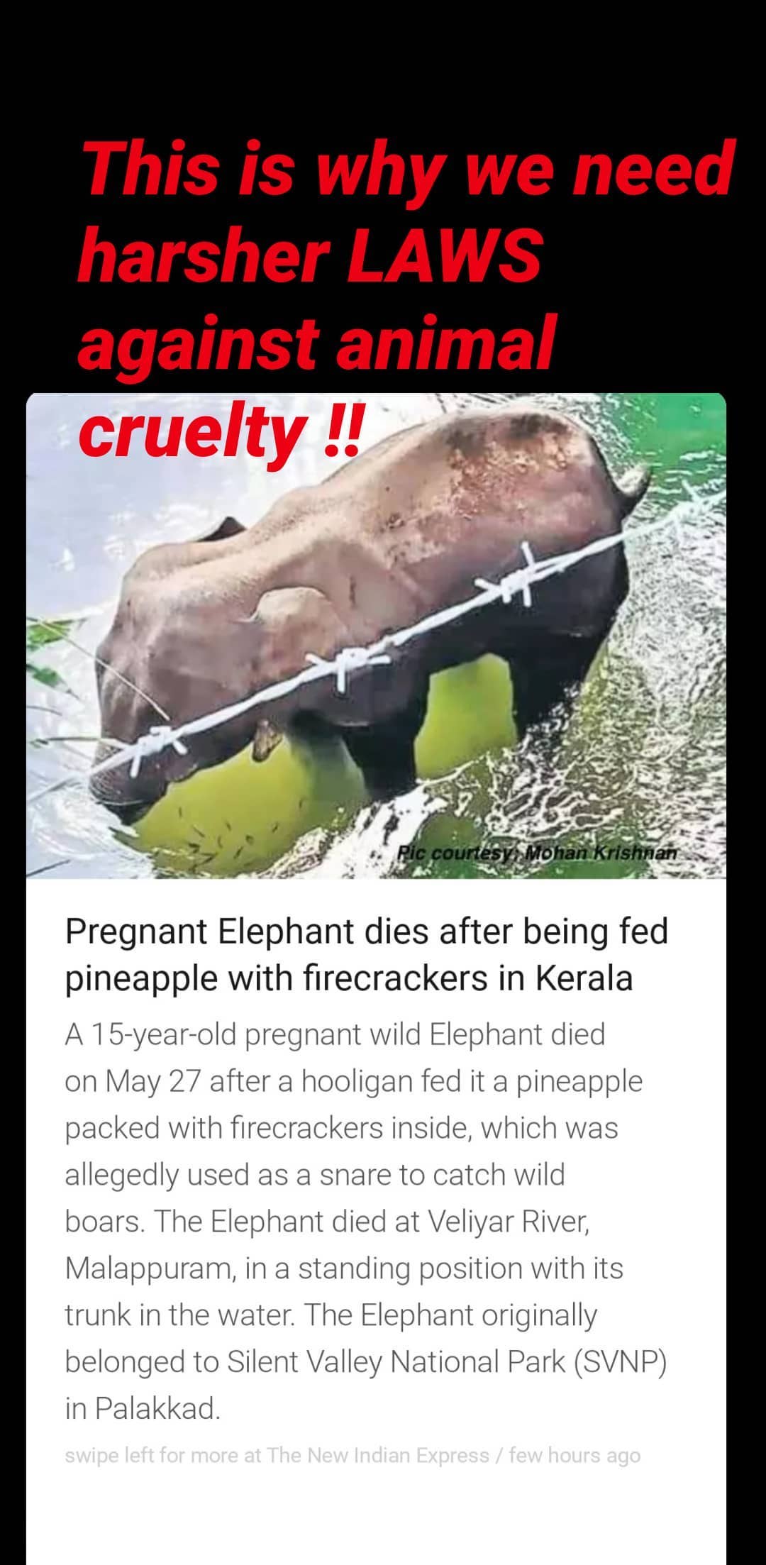 bollywood celebs on pregnant elephant death, ETVbharat