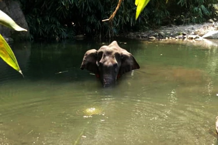 kerala elephant death