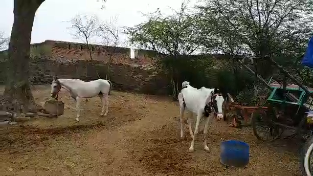 लॉकडाउन इफैक्ट्स, घोड़ों पर लॉकडाउन का प्रभाव, lockdown effect on horse, special story of etv bharat