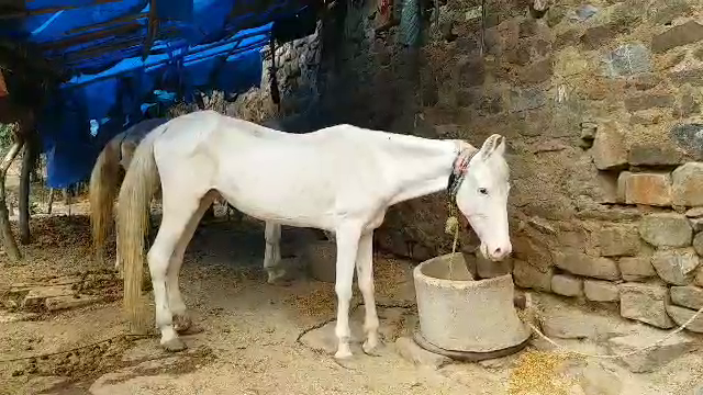 लॉकडाउन इफैक्ट्स, घोड़ों पर लॉकडाउन का प्रभाव, lockdown effect on horse, special story of etv bharat