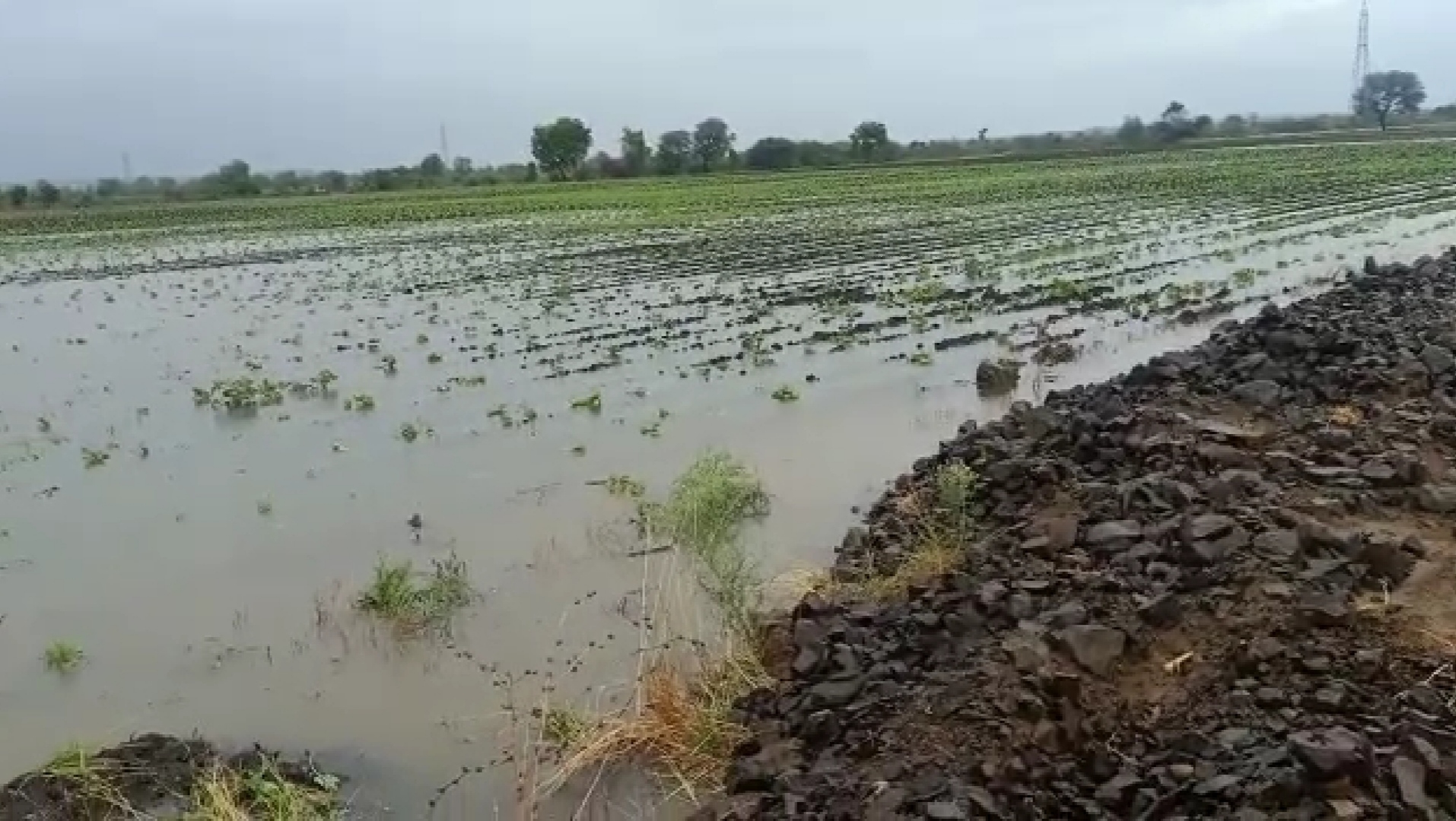 indira sagar project water enters fields in barwani