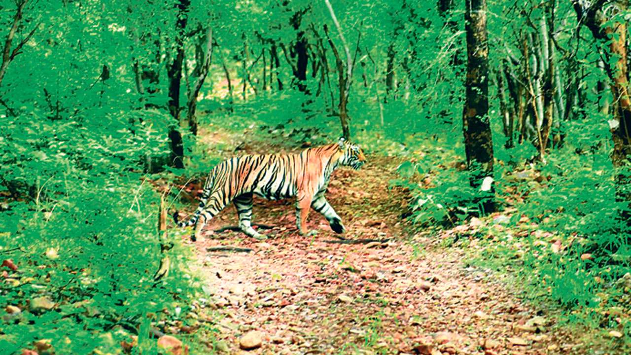 Bharatmala project to go through tunnel between Mukundara Tiger Reserve