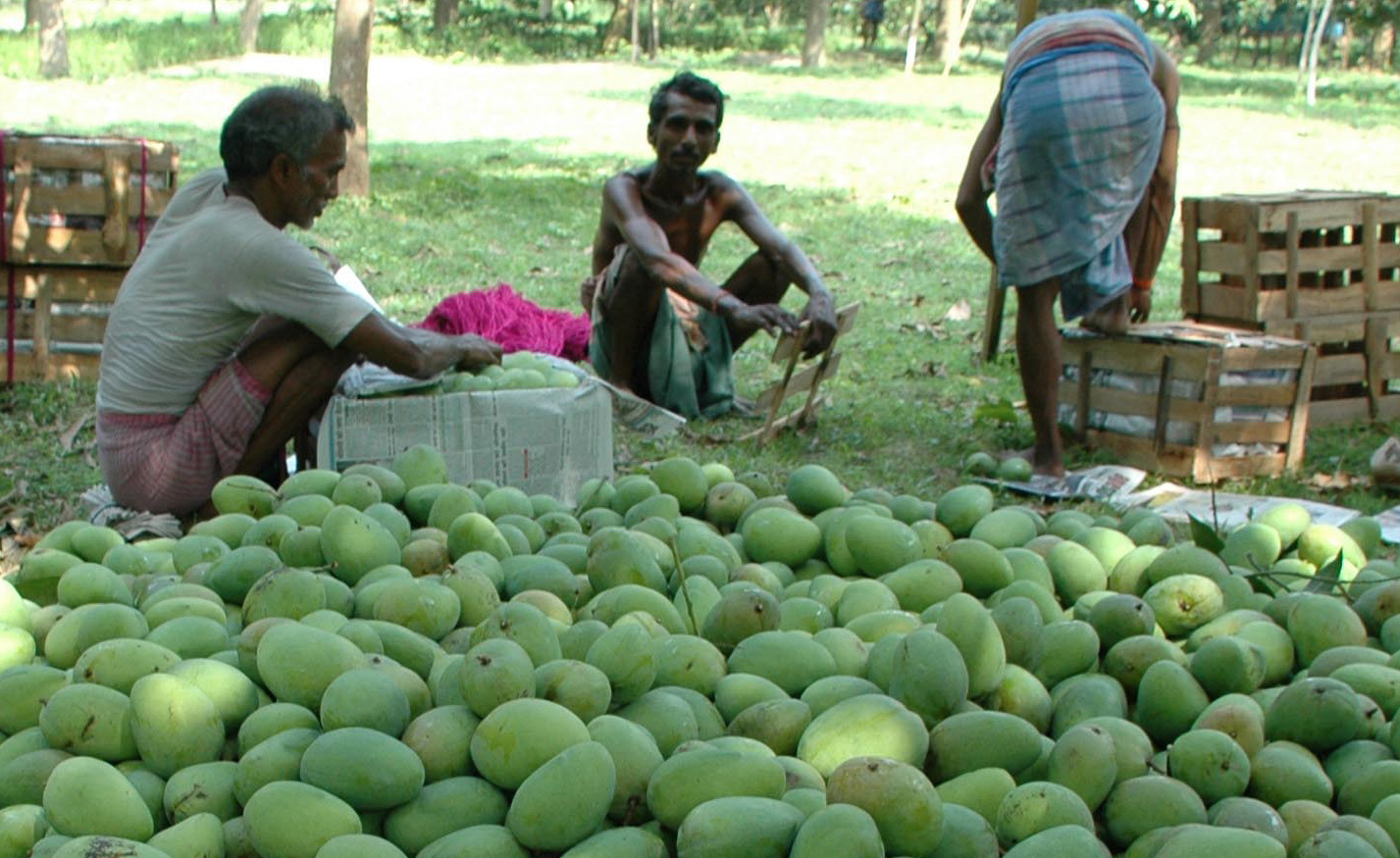 Mangoes