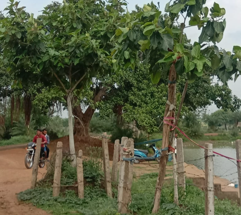 man planted more than 100 plants in 8 years in arang raipur