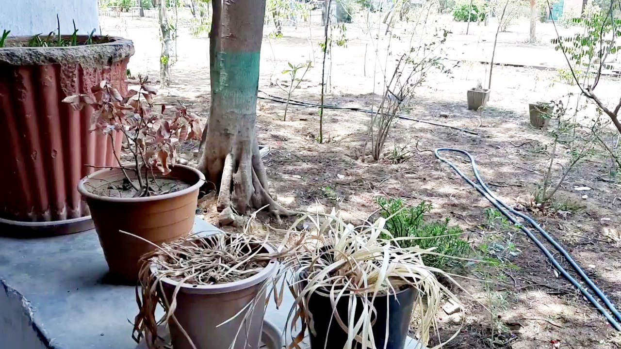 Effect of lockdown on tree plants , Jaipur Poddar School,  World Environment Day