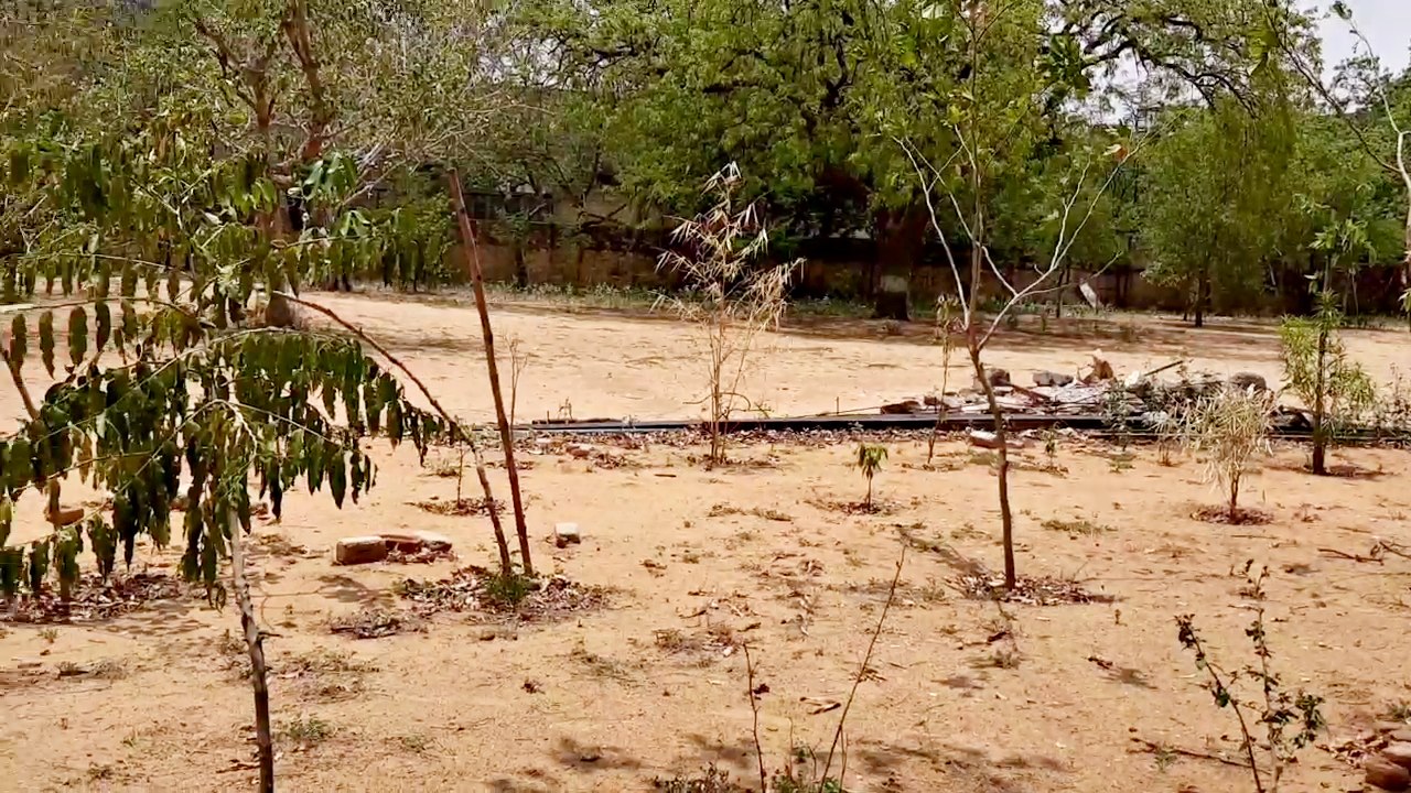 Effect of lockdown on tree plants , Jaipur Poddar School,  World Environment Day