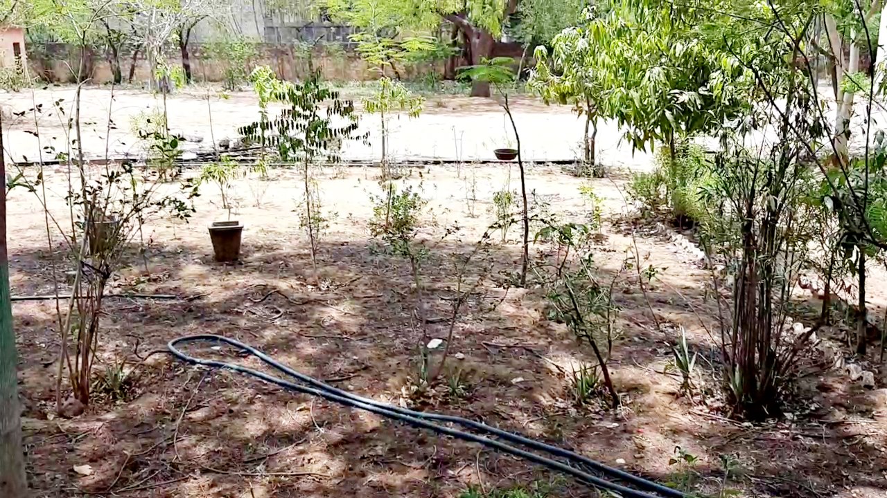 Effect of lockdown on tree plants , Jaipur Poddar School,  World Environment Day