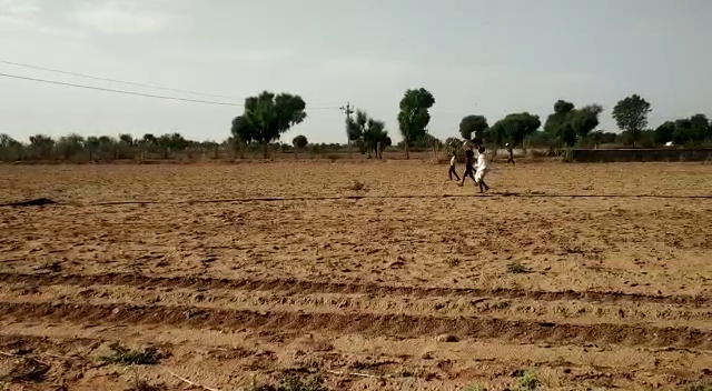 Locust attack in Jaitaran,  Grasshopper attack in Pali