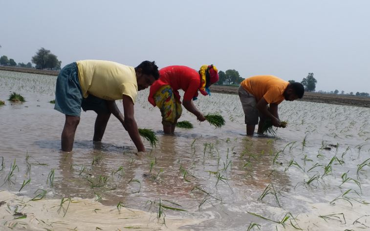 In Barnala, farmers started planting paddy even before government orders