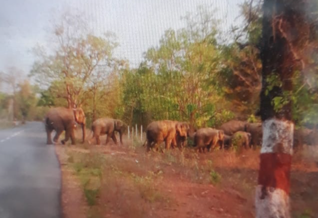 21 elephants roaming the jungles dhamtari