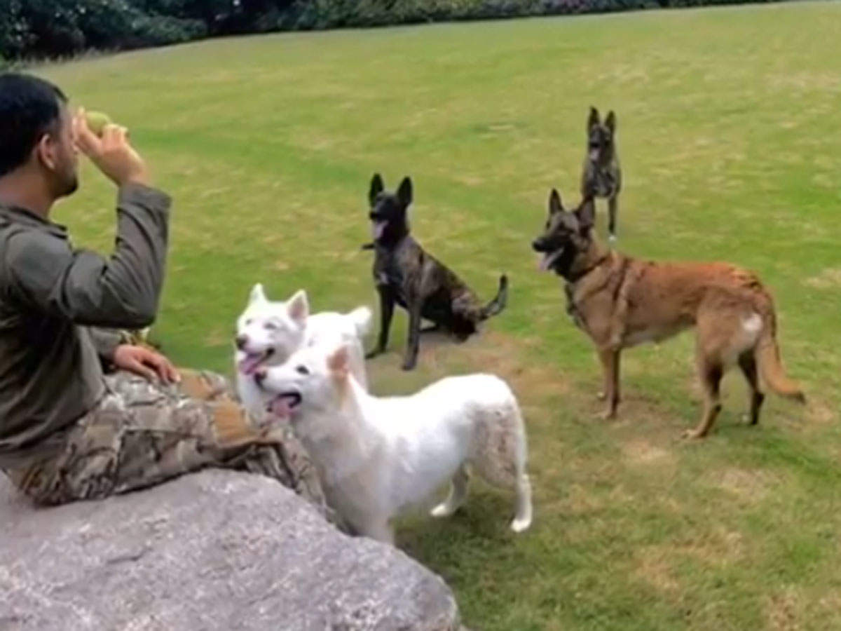 International cricketers, cricketers and their adorable pets, cricketers and pets during lockdown, କ୍ରିକେଟର ଓ ତାଙ୍କ ପ୍ରିୟ ସାଥୀ, ଲକଡାଉନ, କ୍ରିକେଟର