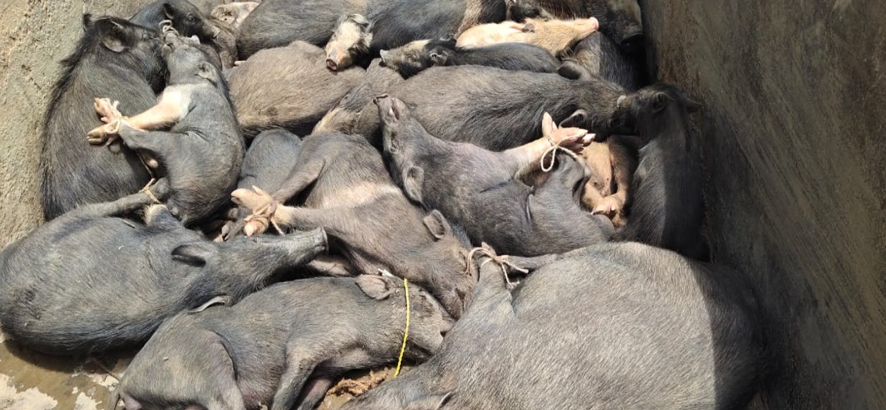 Two hundred pigs were Buried alive in the land