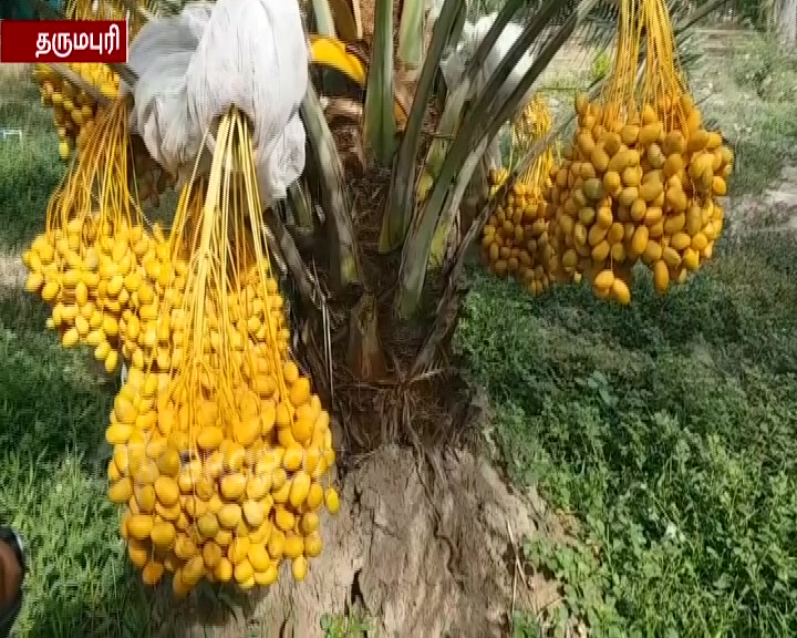 பேரீச்சை சாகுபடி