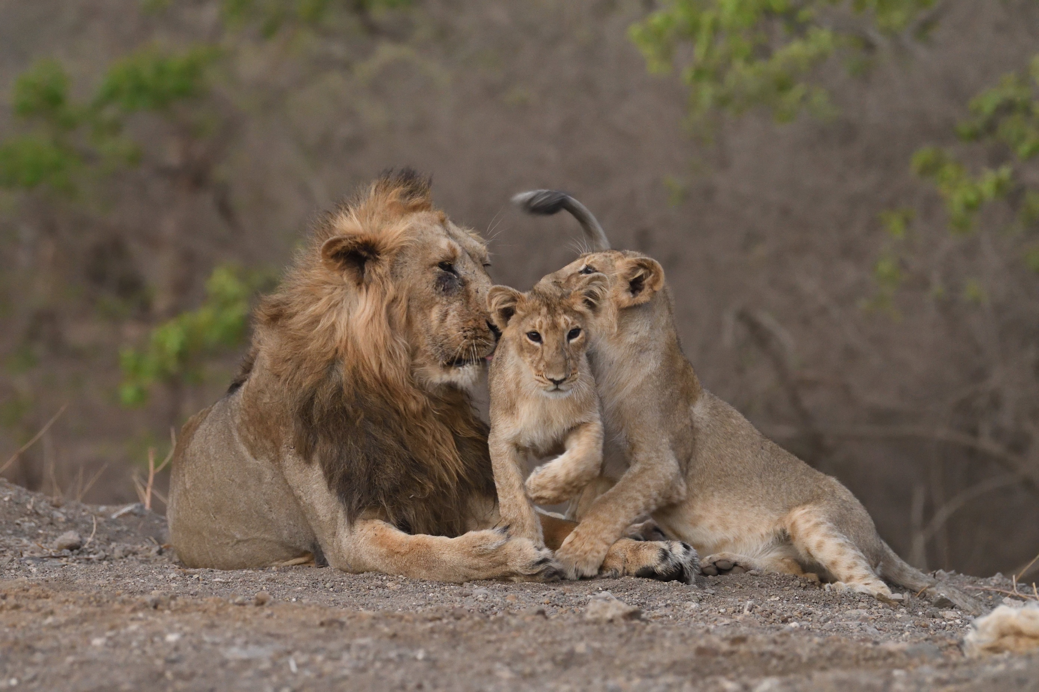 Lions population in the Gir sanctuary has increased