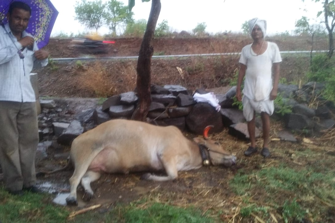 hingoli farmers faces blossom due to heavy rain