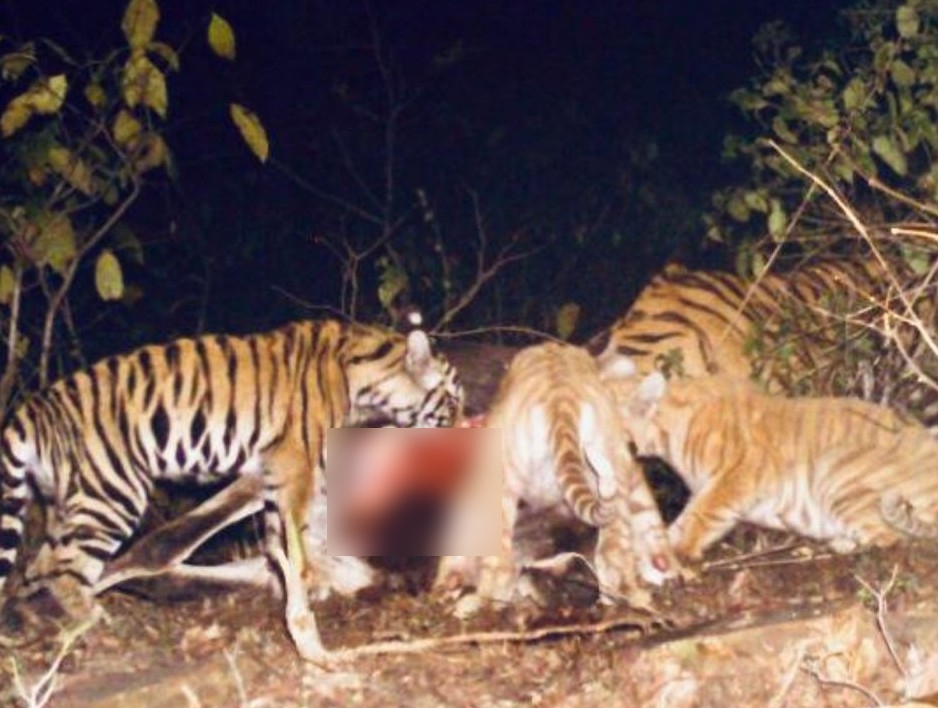 Cub with tigress