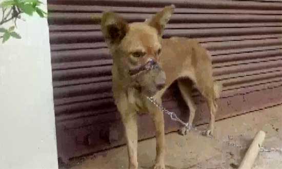 Dog with its mouth sealed by tape for 2 weeks rescued in Kerala