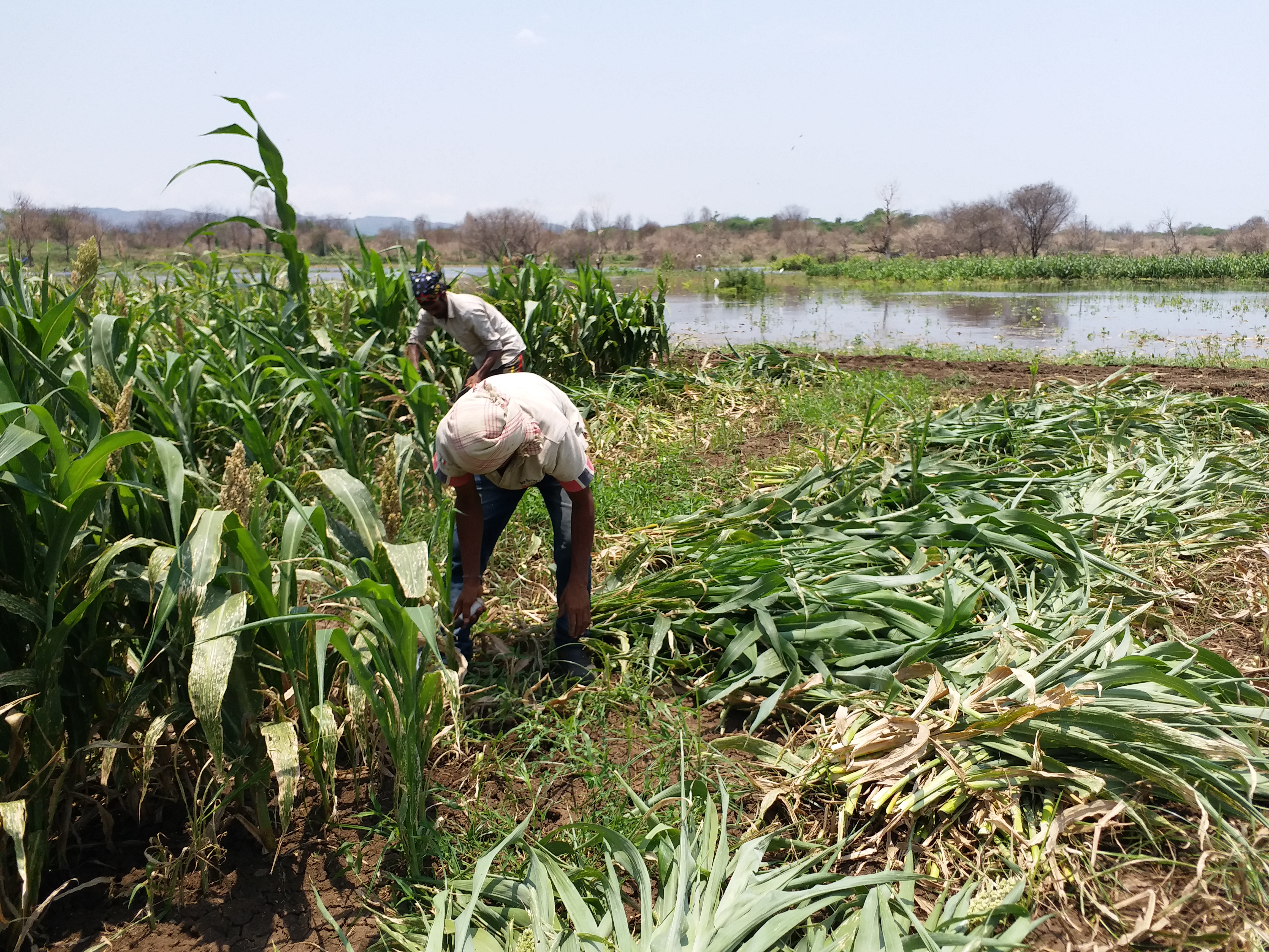 back water of narmada became problem for farmers