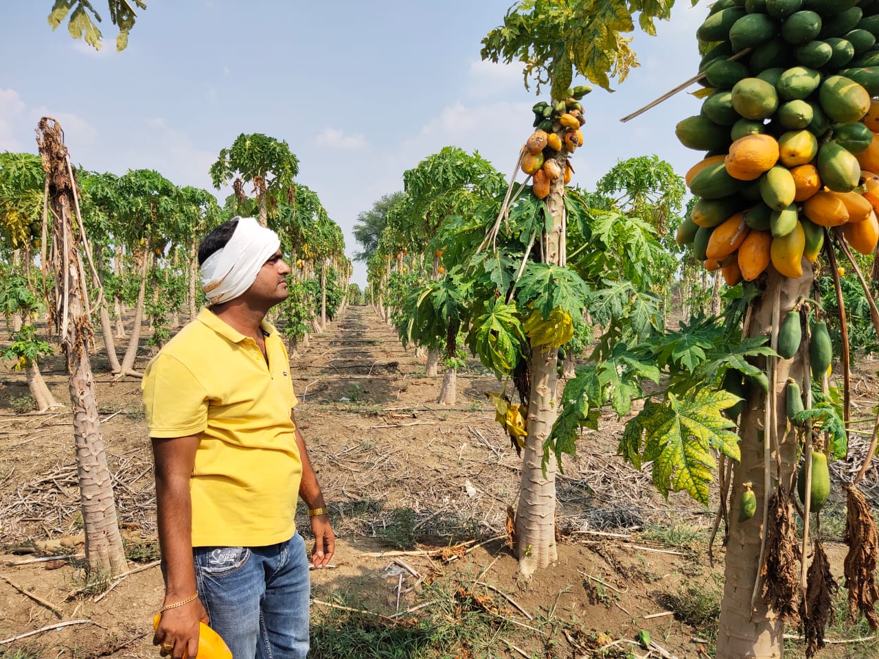 farmer drives tractor on crop