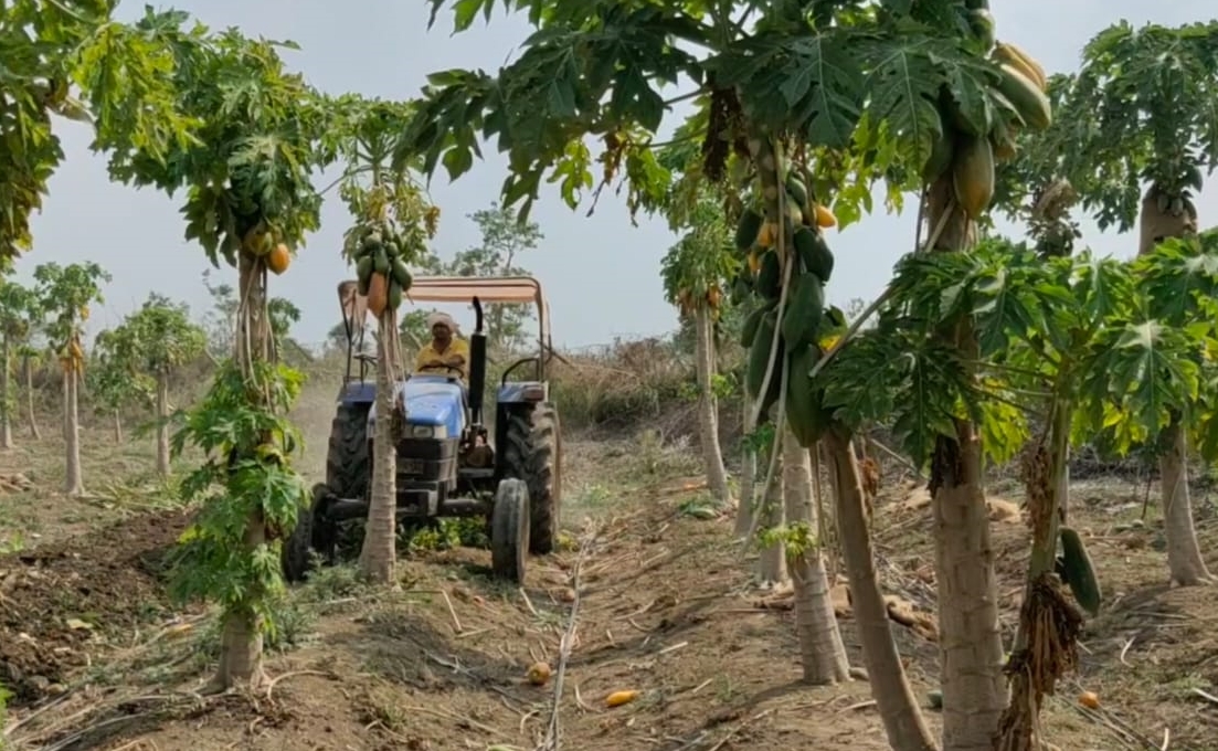 farmers-crushed-papaya-and-banana-crops-because-of-lock-down-