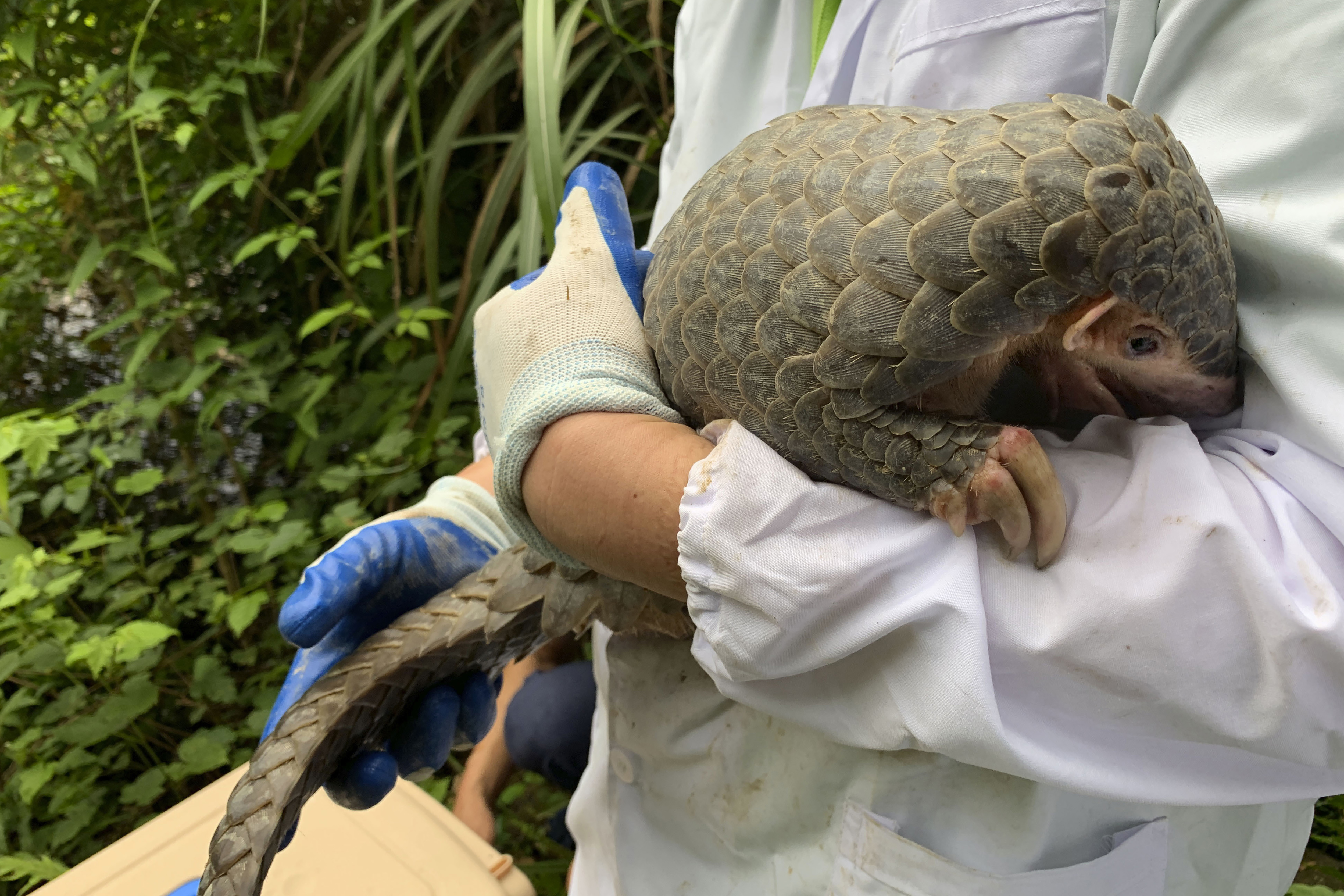 A worker from China Biodiversity Conservation and Green Development Foundation, holds the Pangolin named Lijin before its release from the Jinhua wild animal rescue center in eastern China's Zhejiang province.