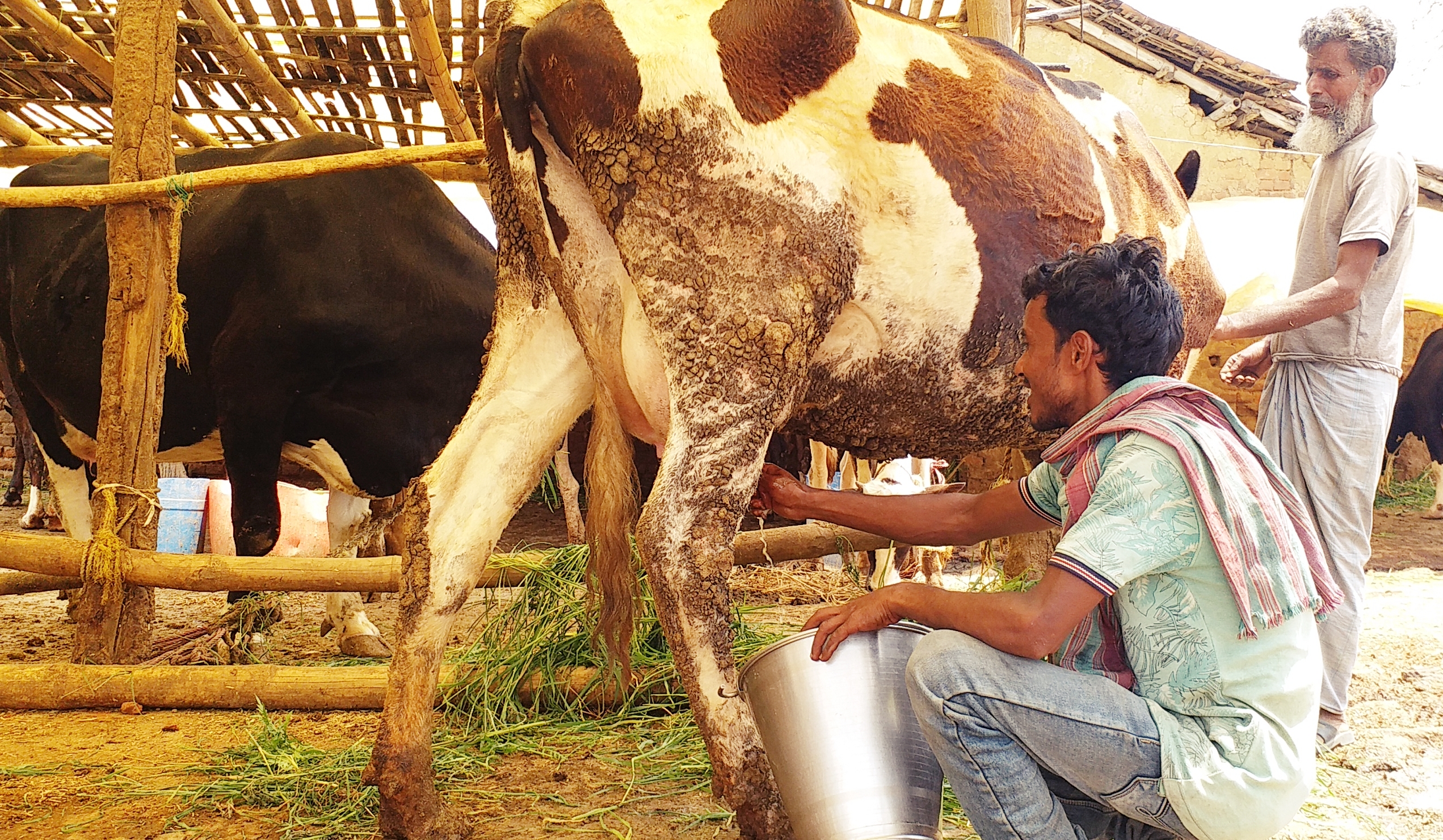 problems of cattlemen increased due to reduced milk demand in lohardaga