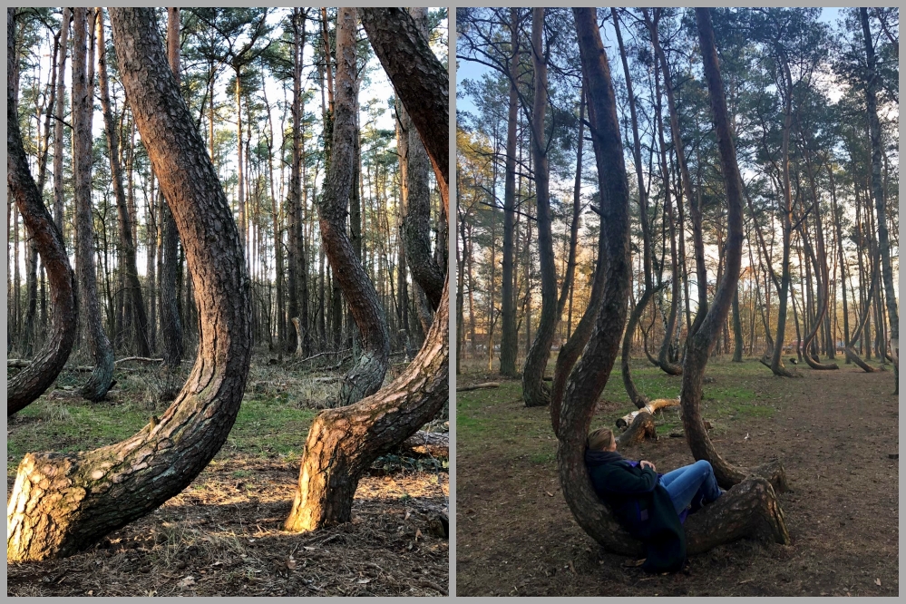 Crooked Forest in Poland news