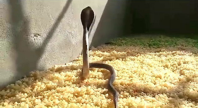 राजस्थान न्यूज, kota news, cobra in factory