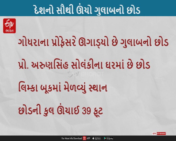 દેશનો સૌથી ઊંચો ગુલાબનો છોડ ક્યાં છે? લિમ્કા બૂકમાં સ્થાન મેળવતાં ગોધરાના પ્રોફેસર