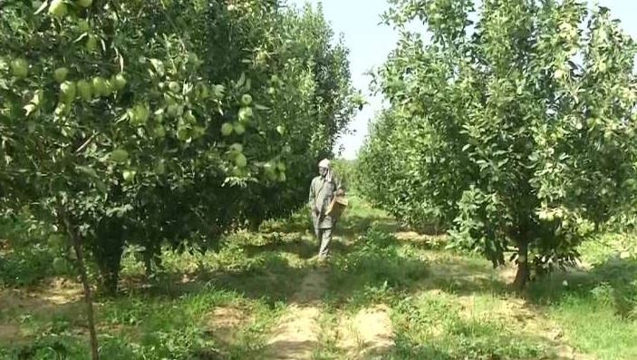 farmers have clutiveted hariman 99 summer zone apple in samba district