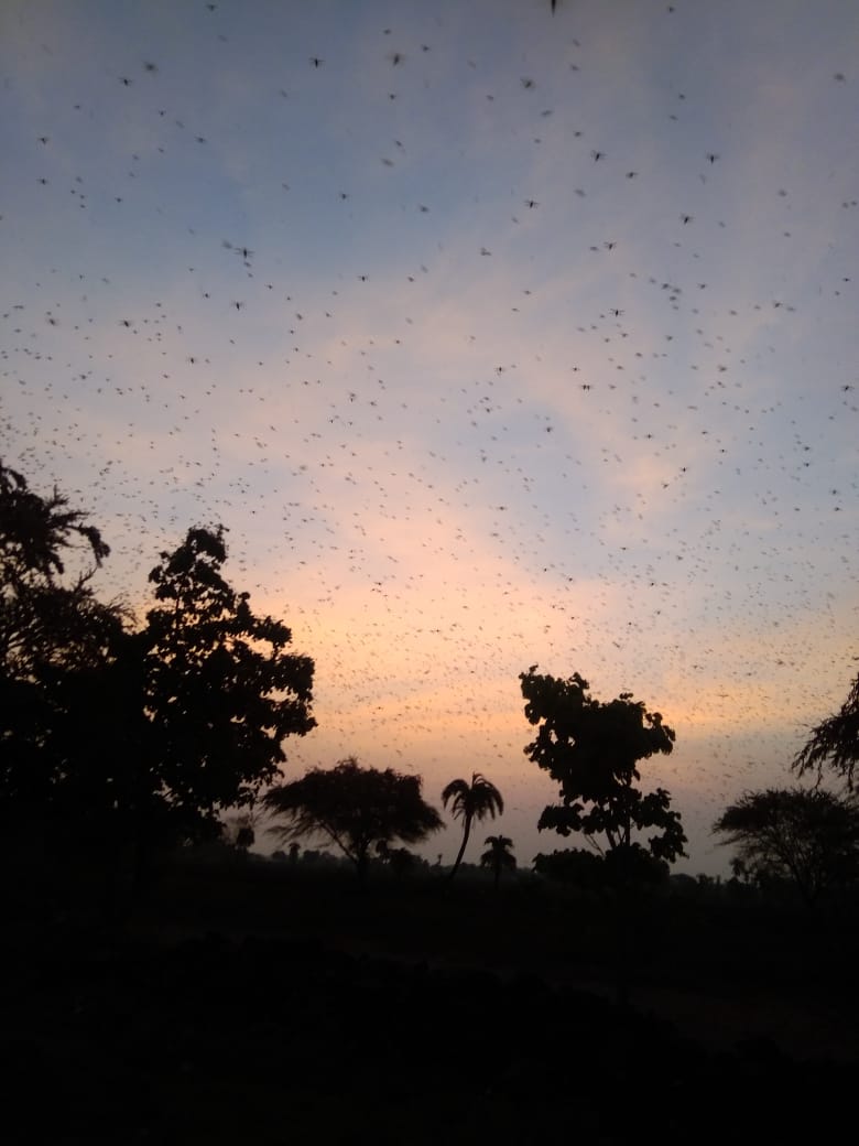 Locust attacke again in Neemuch