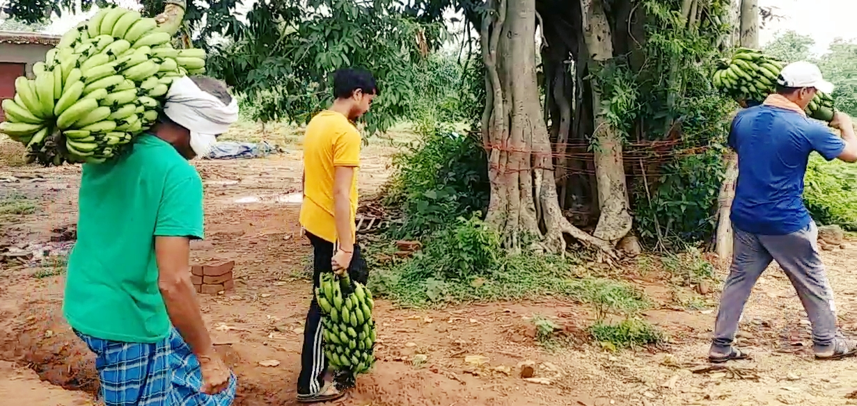 hyderabadi banana farming in Deoghar