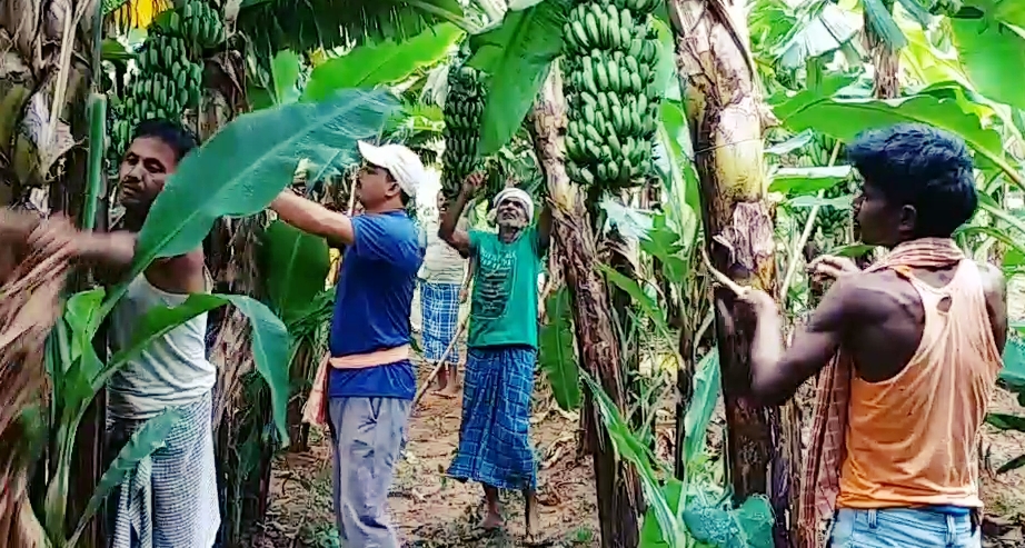 hyderabadi banana farming in Deoghar