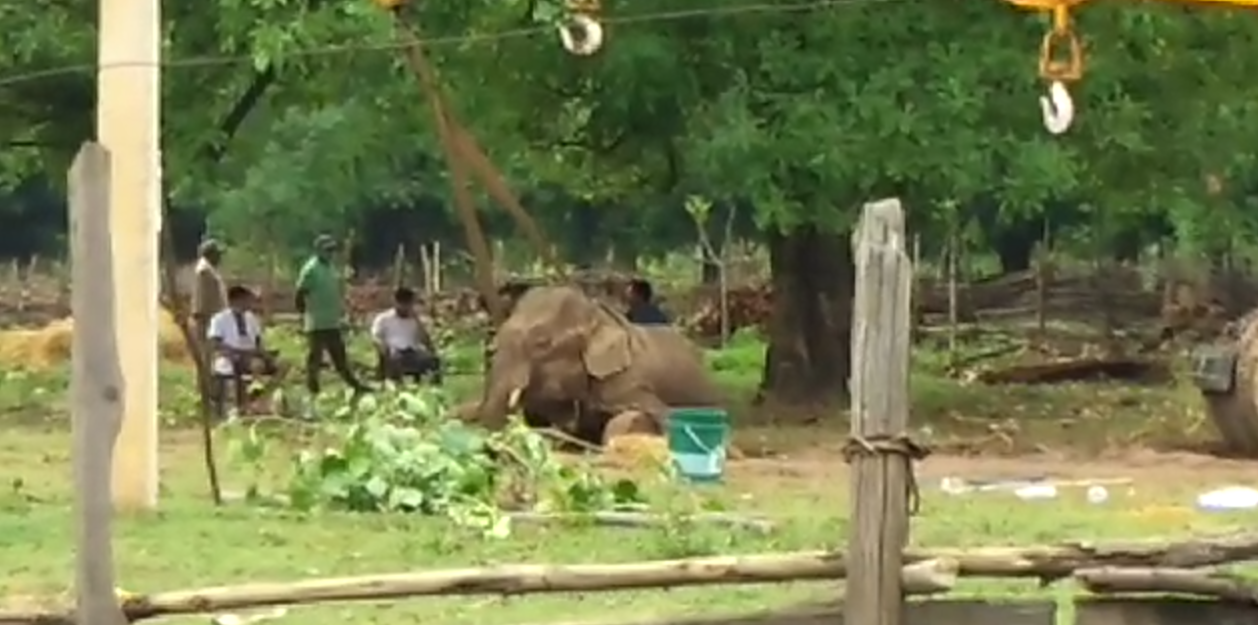 Administration engaged in elephant treatment