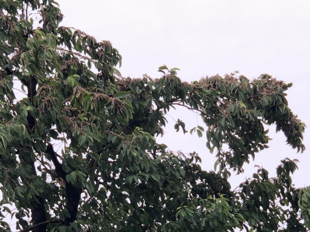 Locust attack in Kawardha district