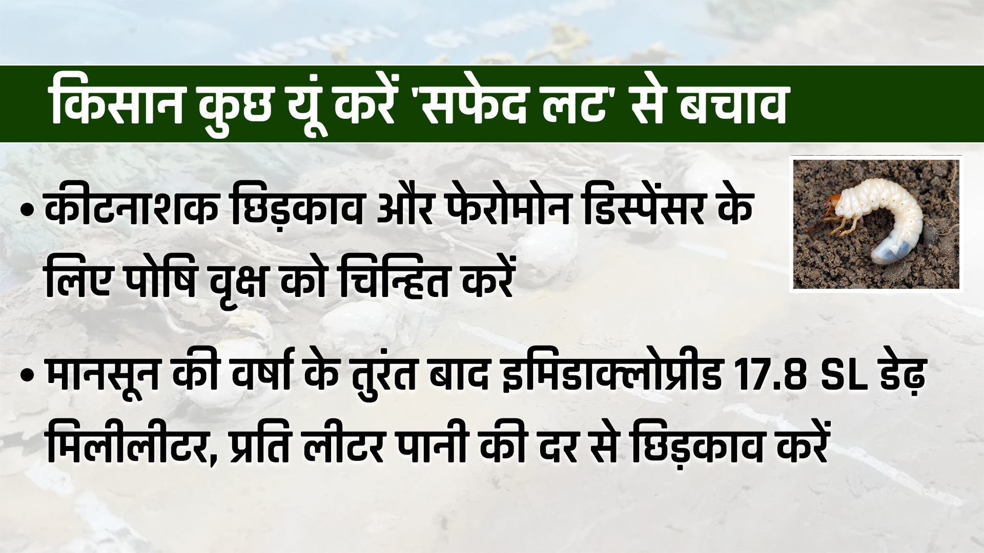 white braided insect  white braided problem for farmers  white braided in rajasthan  problem for farmers in rajasthan  jaipur news  etv bharat news  मुसीबत बना सफेद लट कीट  trouble made white braided insect  rajasthan farmers news  जयपुर की खबर  सफेद लट की खबर  किसानों के लिए मुसीबत सफेद